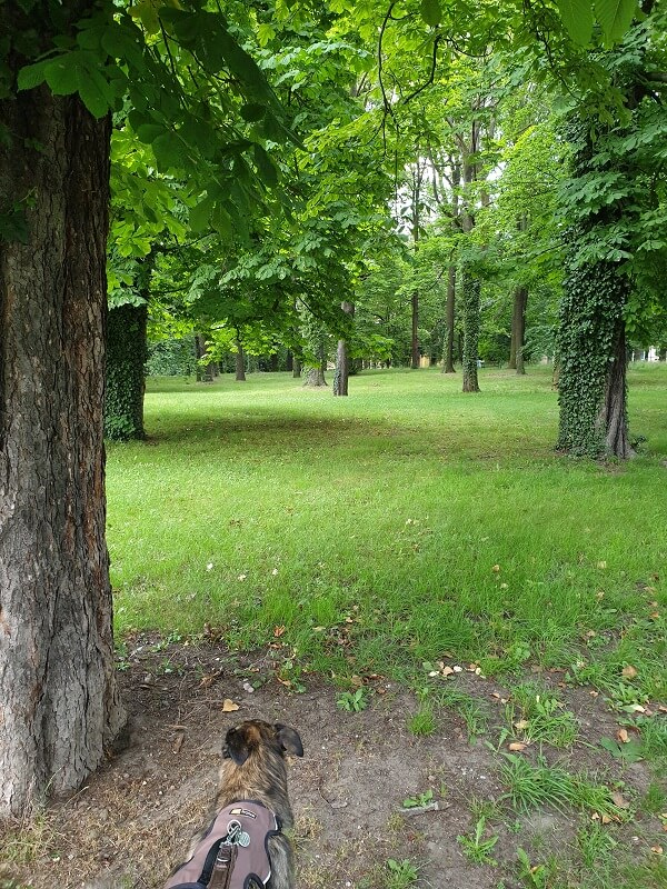 entspannender Abendspaziergang im grünen Park