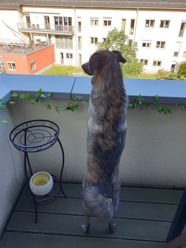 großer, brauner Hund schaut vom Balkon