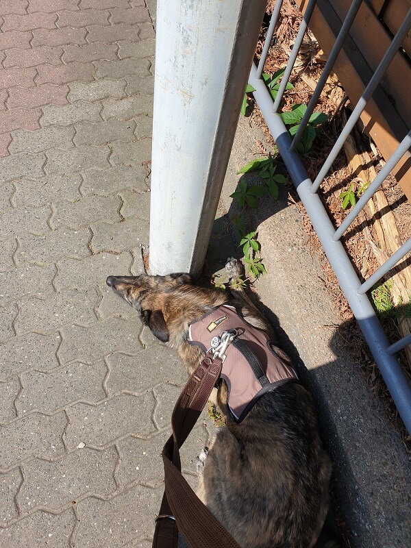 brauner Hund liegt auf dem Fußweg in der Sonne und ruht sich aus.