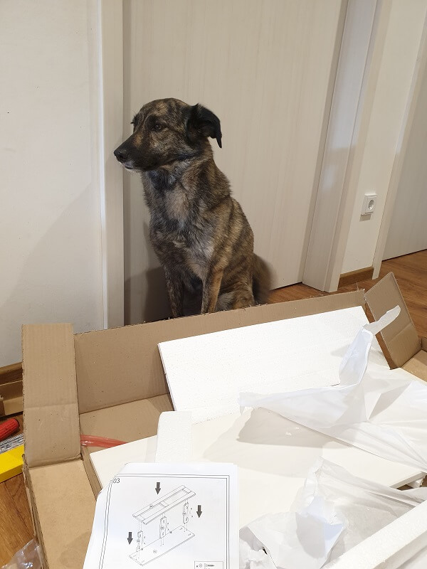 Ein großer brauner Hund sitzt hinter Schrankteilen, die in einer Karton-Verpackung liegen