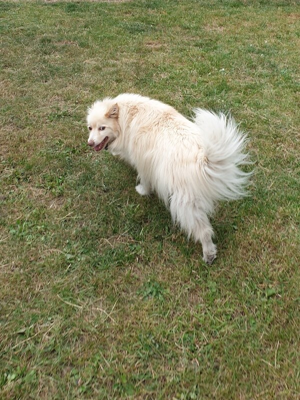 weißer Hund auf einer Wiese