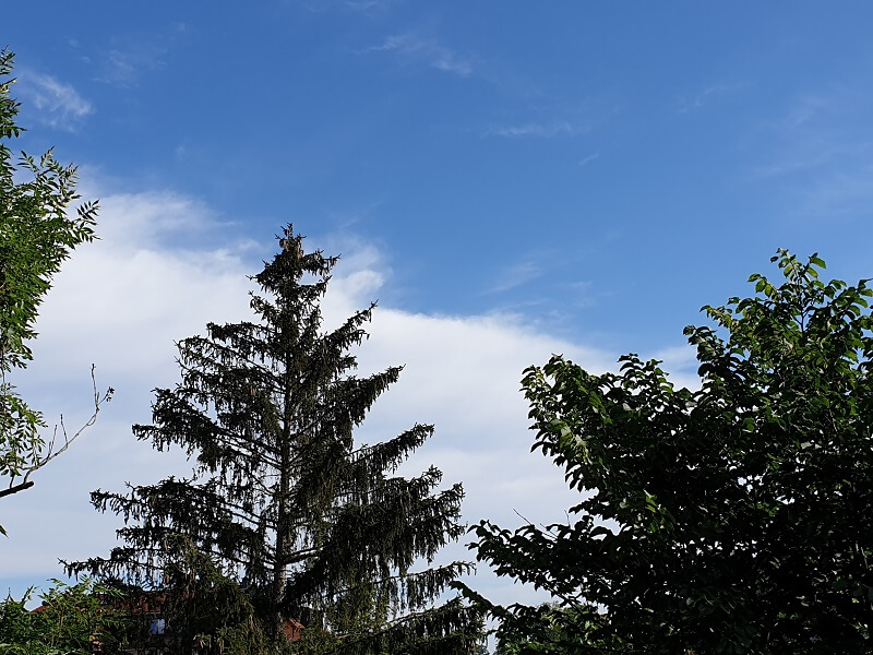 Achtsames Beobachten zur Stressreduktion: Baumwipfel vor blauem Himmel mit weißen Wolken