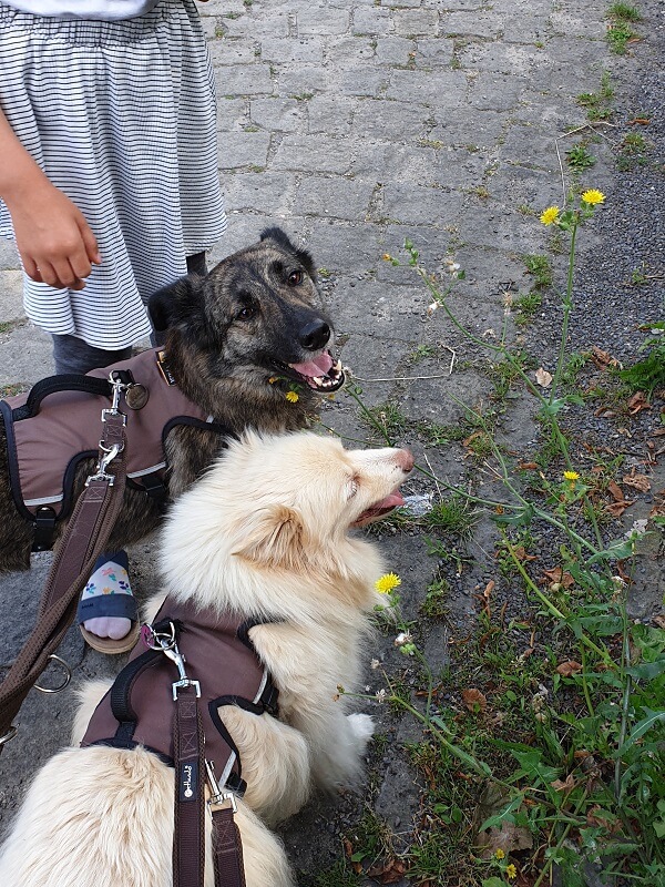 Ein brauner und ein weißer Hund beim Spaziergang