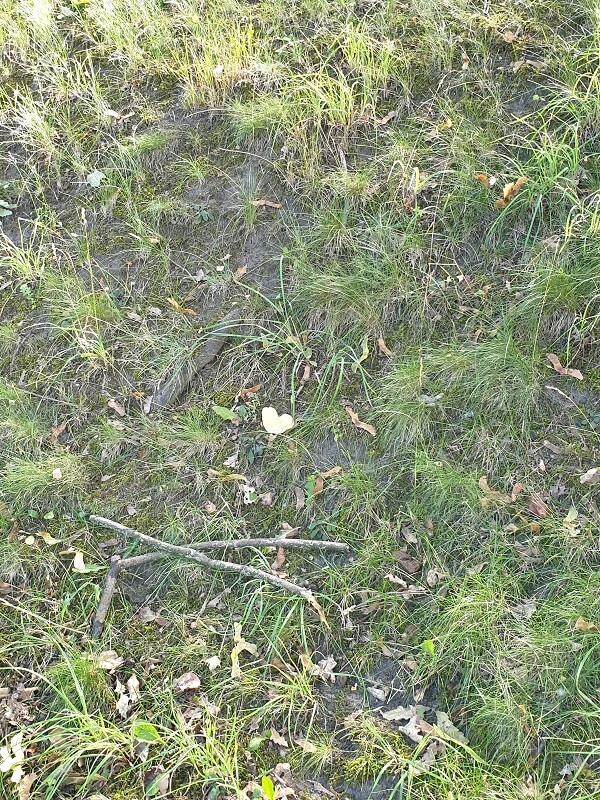 Blatt in Herzform auf einer grünen Wiese