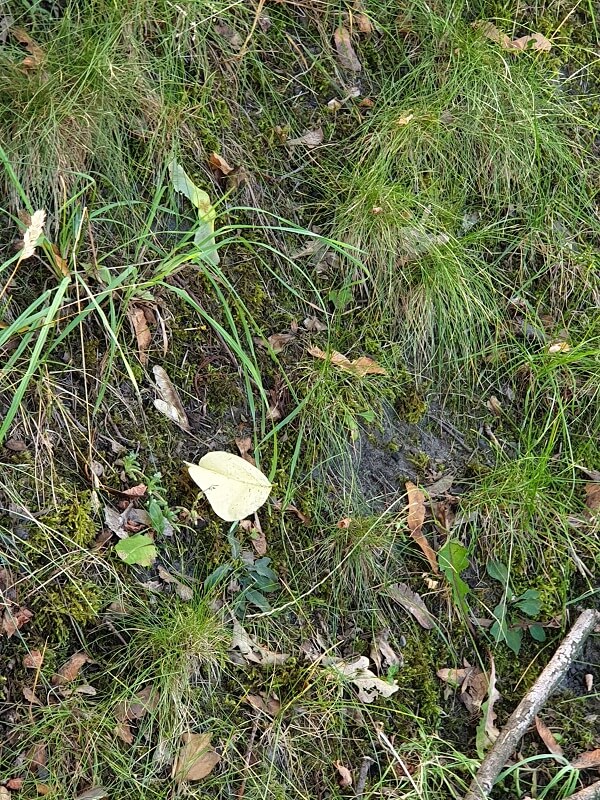 Das herzförmige Blatt aus einer anderen Perspektive