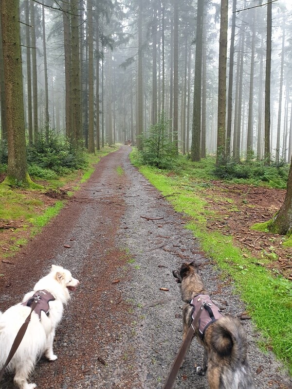 Erholsame Wanderung im Bayerischen Wald bei Nebel mit zwei Hunden