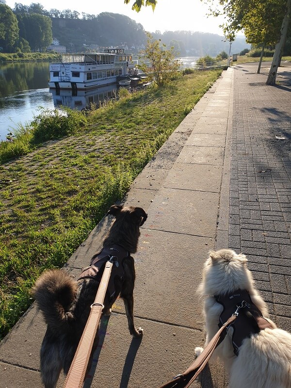 Morgenrunde mit 2 Hunden an der Elbe bei Sonnenaufgang