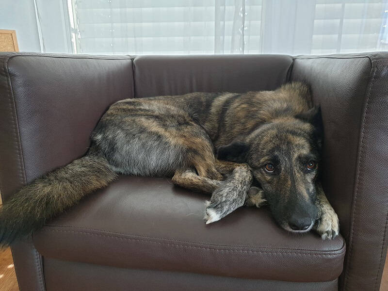 Ein großer brauner Hund liegt auf einem Sessel