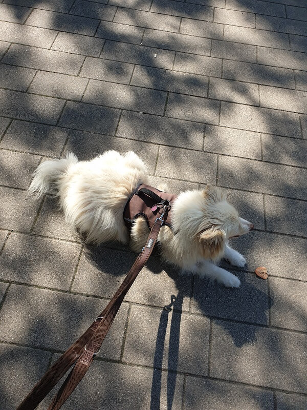 Ein weißer Hund liegt draußen im Schatten