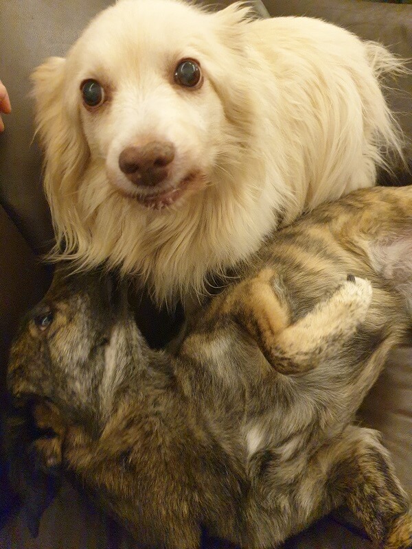 zwei Hunde beim Kuscheln auf dem Sofa