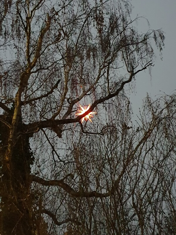 Herrnhuter Stern in einem Baum