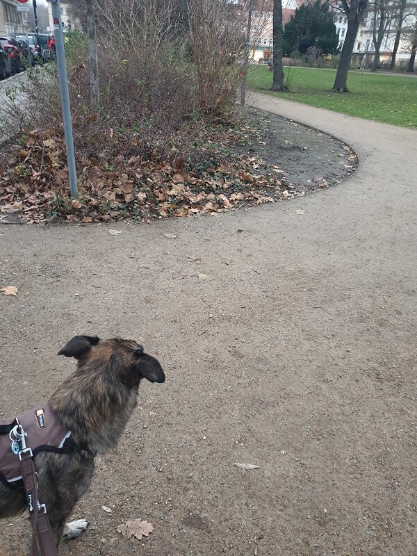 großer, brauner Hund im Park