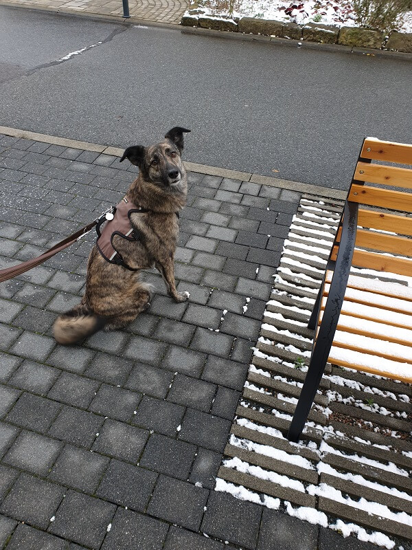 ein großer brauner Hund sitzt draußen und schaut in die Kamera