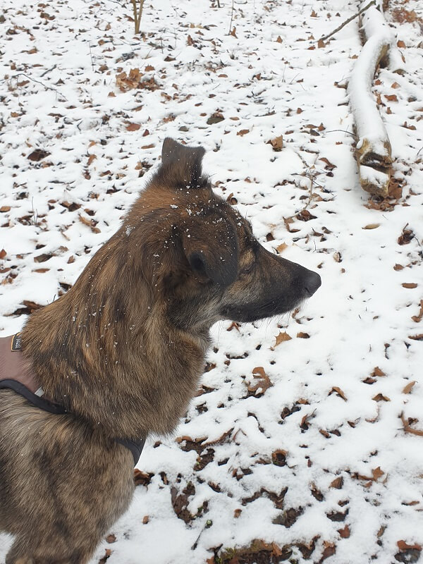 Nahaufnahme: brauner Hund im Winterwald mit Schneeflocken auf dem Kopf